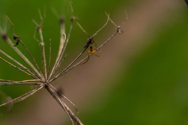 Kuru ammi majus çiçeğinin üzerinde avını bekleyen örümceğin yakın çekimi.,