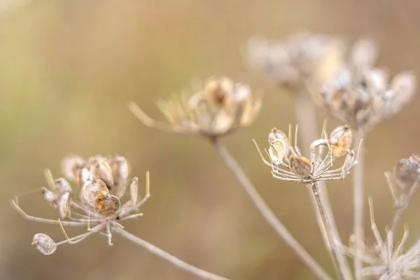 Close-up van bloemen met bokeh in rhoen, hesse, duitsland — Stockfoto
