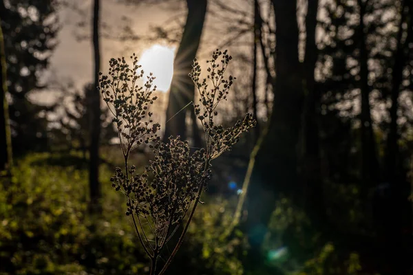 Nahaufnahme von Blumen im Wald mit Bokeh in rhoen, Hessen, deutsch — Stockfoto