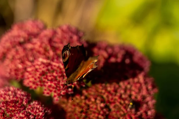 Primo piano di farfalla pavone rosso sul fiore rosso — Foto Stock