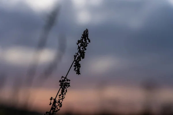 Makrofotografie eines trockenen Graszweiges auf blauem Hintergrund — Stockfoto