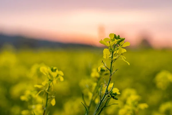 Closeup of mustard field flowers on a meadow, wetzlar, germany — Stock Photo, Image