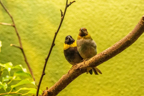 2羽のキューバの草で覆われた小さな鳥がカメラを見て — ストック写真