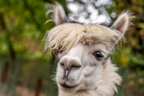 Gros plan d'un alpaga blanc regardant la caméra dans le zoo de Francfort — Photo