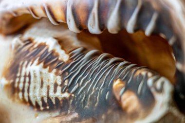 Kahverengi ve beyaz kabuğa yakın çekim