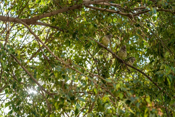 green monk parakeet birds in the trees of Barcelona