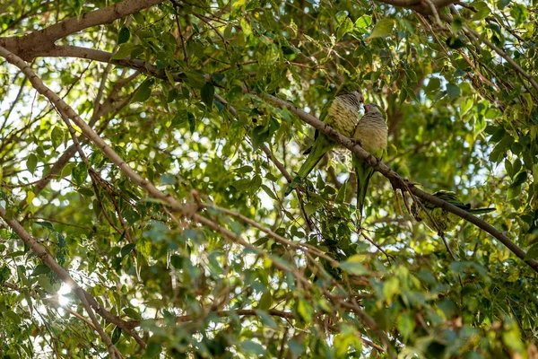 Pappagallo monaco verde uccelli tra gli alberi di Barcellona — Foto Stock