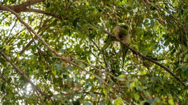 yeşil papağan kuşları Barselona ağaçlarında