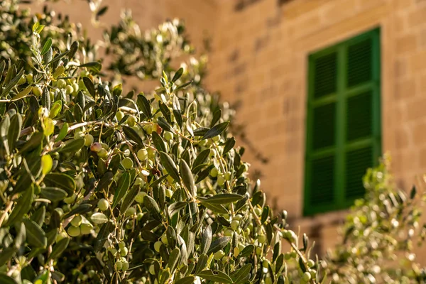 Staré zelené okno s olivovníkem vpředu ve starobylém městě mdina, — Stock fotografie