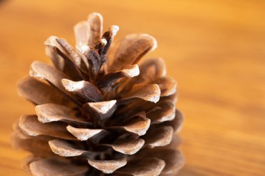 Tahta masadaki çam kozalağının yanına.