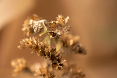 Batan güneşin aydınlattığı güzel, kuru bir bitki. Sonbahar ormanında bir bitki. Sonbaharda Bush. Güzel kahverengi bir bitkinin Macro 'su.