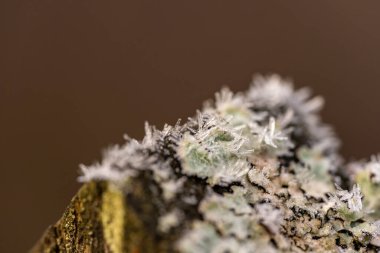 Batan güneşin aydınlattığı güzel, kuru bir bitki. Sonbahar ormanında bir bitki. Sonbaharda Bush. Güzel kahverengi bir bitkinin Macro 'su.