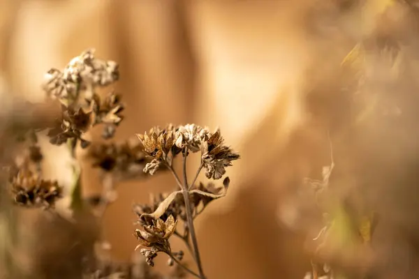 Beautiful Dry Plant Lit Setting Sun Plant Autumn Forest Bush — Stock Photo, Image