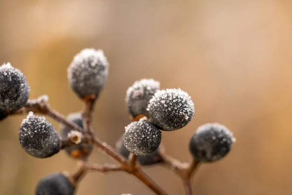 Makro Primo Piano Bacche Congelate Inverno Con Spazio Bianco Testo — Foto Stock