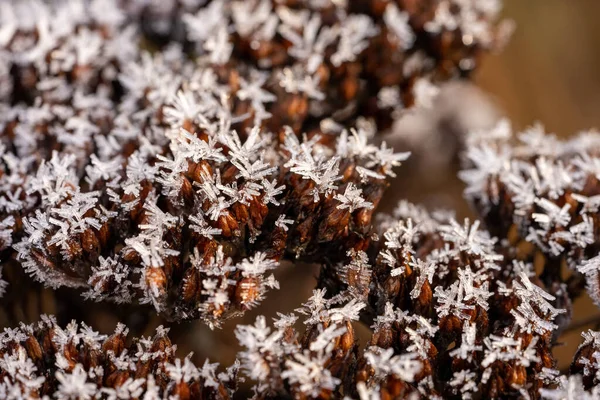 Ghiaccio Cristallo Legno Piante Inverno — Foto Stock