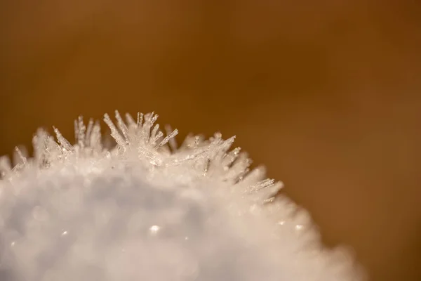 crystal ice on wood and plants in winter time