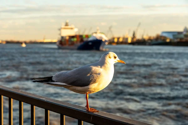 Köprüdeki ünlü balık çörekleri Hamburg, Almanya 'da.