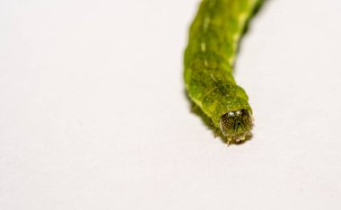 Açı Gölgeleri tırtılının beyaz kopyasına sahip Makro 'sunu kapat