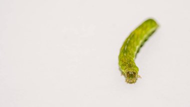 Açı Gölgeleri tırtılının beyaz kopyasına sahip Makro 'sunu kapat