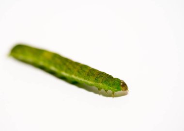 Açı Gölgeleri tırtılının beyaz kopyasına sahip Makro 'sunu kapat