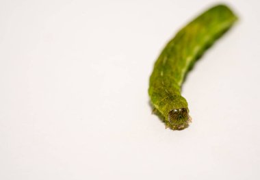 Açı Gölgeleri tırtılının beyaz kopyasına sahip Makro 'sunu kapat