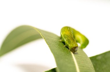 Açı Gölgeleri tırtılının beyaz kopyasına sahip Makro 'sunu kapat