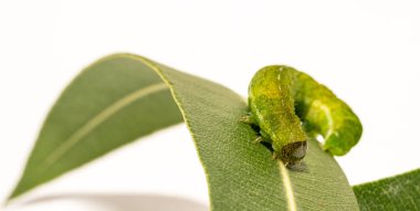 Açı Gölgeleri tırtılının beyaz kopyasına sahip Makro 'sunu kapat