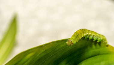Açı Gölgeleri tırtılının beyaz kopyasına sahip Makro 'sunu kapat