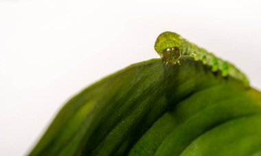Açı Gölgeleri tırtılının beyaz kopyasına sahip Makro 'sunu kapat