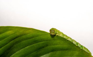 Açı Gölgeleri tırtılının beyaz kopyasına sahip Makro 'sunu kapat