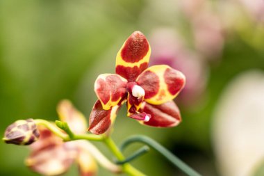 Orkide çiçeğinin makro çekimlerini kapat.