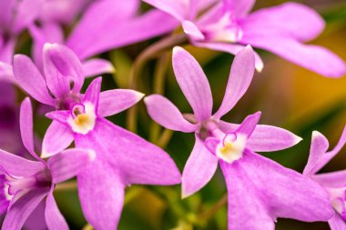 Orkide çiçeğinin makro çekimlerini kapat.