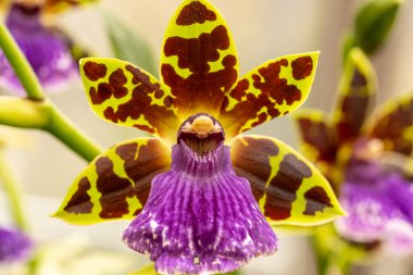 Orkide çiçeğinin makro çekimlerini kapat.