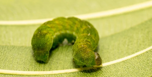 Närbild Makro Vinkel Nyanser Larv Med Vit Copyspace — Stockfoto