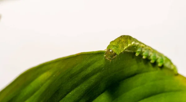 白いコピースペースと角の色合いの冬虫夏草のマクロを閉じます — ストック写真