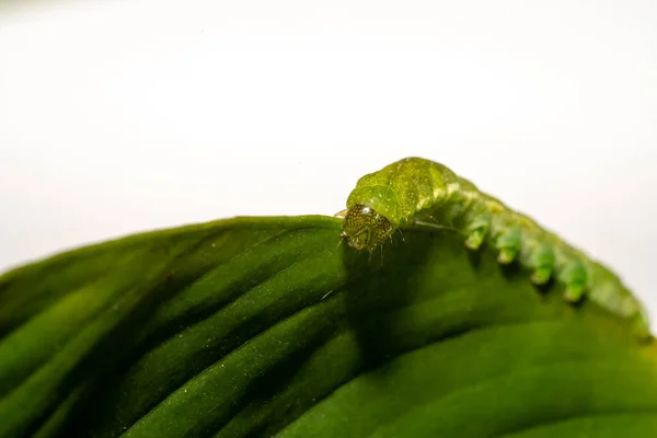 Close Makro Angle Shades Caterpillar White Copyspace — Stock Photo, Image