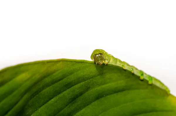 白いコピースペースと角の色合いの冬虫夏草のマクロを閉じます — ストック写真