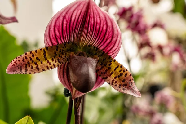 Orkide Çiçeğinin Makro Çekimlerini Kapat — Stok fotoğraf