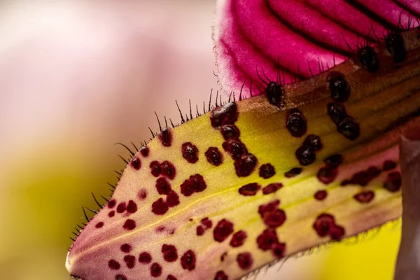 Close Makro Shot Van Orchidee Bloem Bloesem — Stockfoto