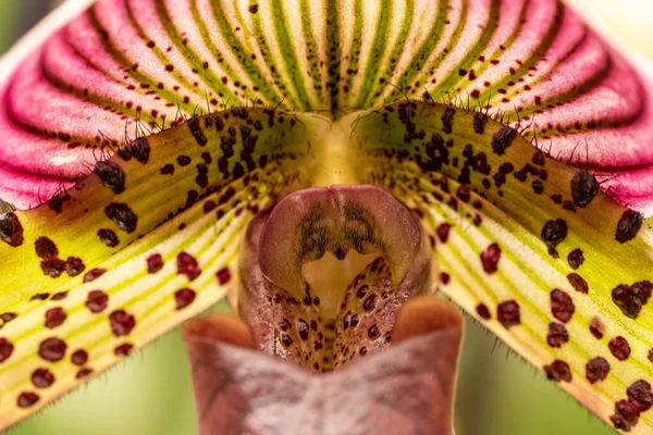 Primo Piano Makro Colpo Fiore Orchidea — Foto Stock