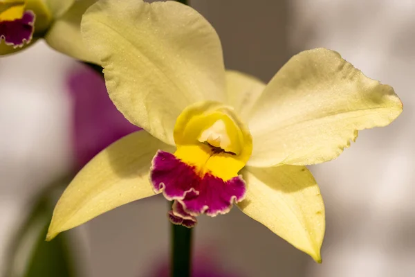 Крупним Планом Макрознімок Квітки Орхідеї — стокове фото