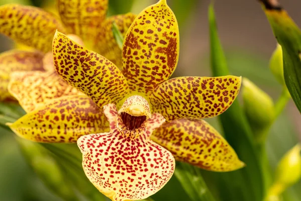 Крупним Планом Макрознімок Квітки Орхідеї — стокове фото