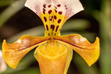 Orkide çiçeğinin makro çekimlerini kapat.