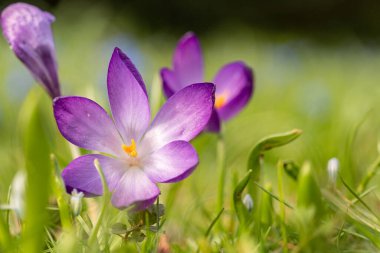 İlkbaharda kır çiçeklerinin makro fotoğrafını çek, Frankfurt.