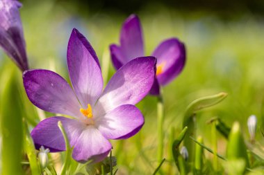 İlkbaharda kır çiçeklerinin makro fotoğrafını çek, Frankfurt.