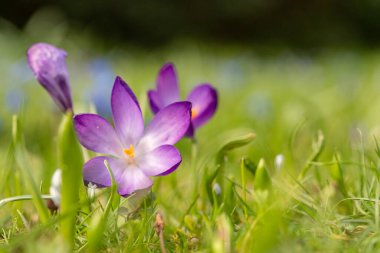 İlkbaharda kır çiçeklerinin makro fotoğrafını çek, Frankfurt.