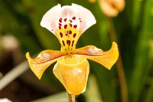 close up makro shot of orchid flower blossom