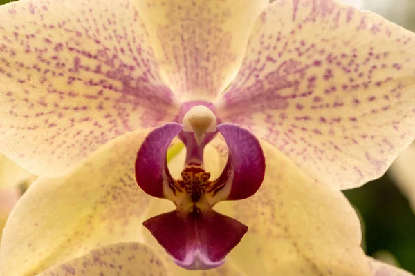 Närbild Makro Skott Orkidé Blomma — Stockfoto