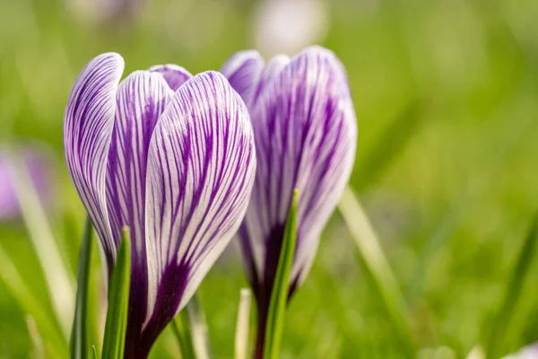 Nahaufnahme Von Krokusblüten Frühling Frankfurt — Stockfoto