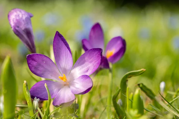 Nahaufnahme Von Krokusblüten Frühling Frankfurt — Stockfoto